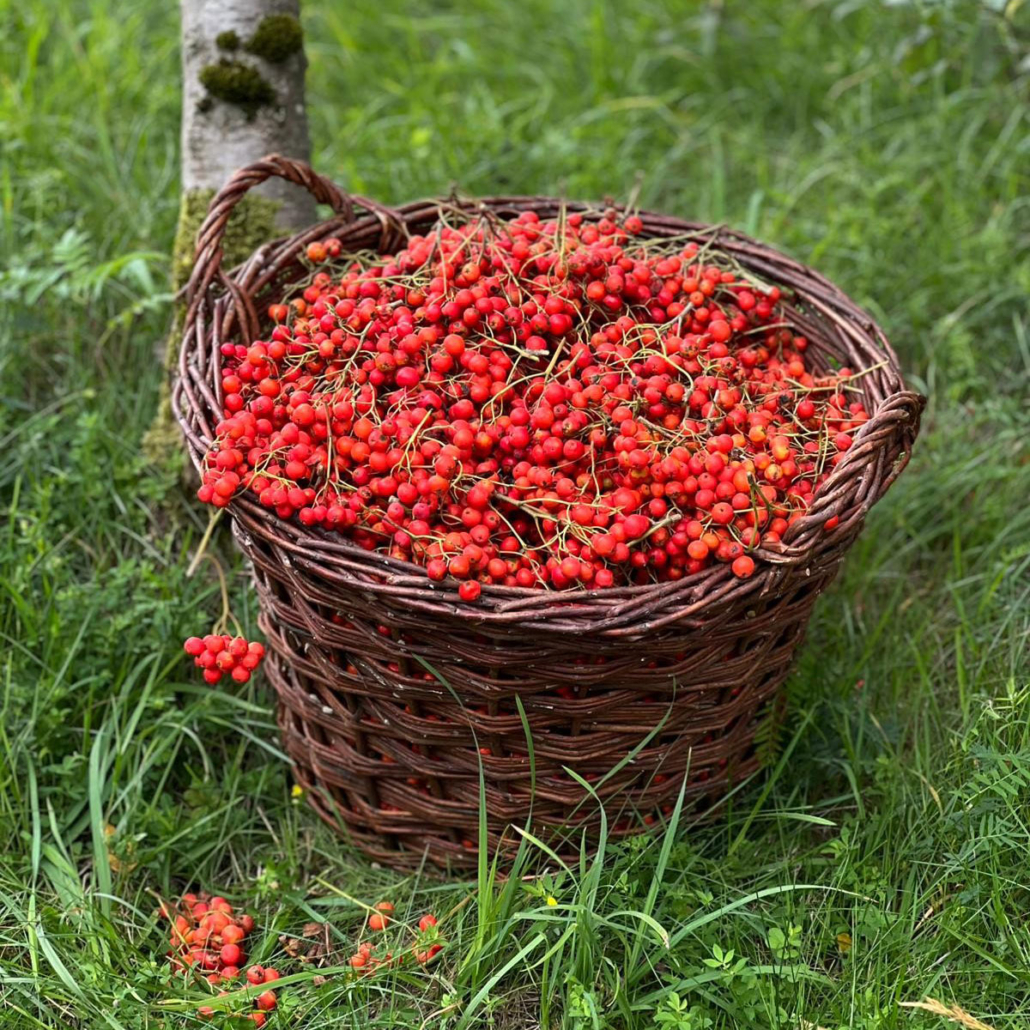 Edelebereschen-q Korb mit Ebereschen